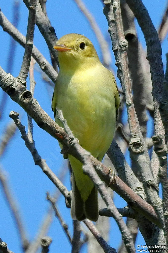 Melodious Warbleradult, identification, close-up portrait