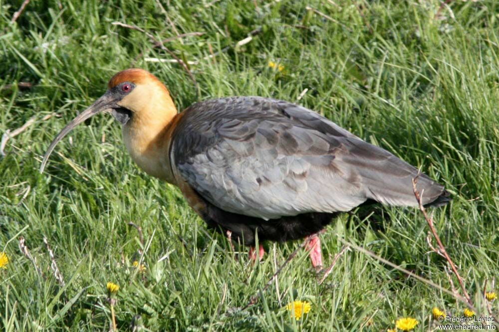 Black-faced Ibisadult