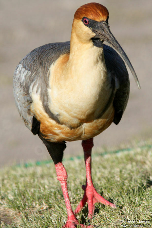 Black-faced Ibisadult