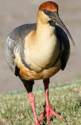 Black-faced Ibis