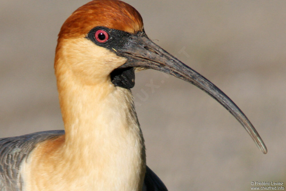 Ibis à face noireadulte