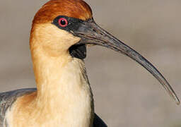 Black-faced Ibis