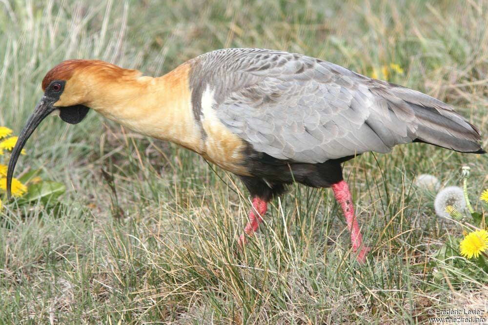 Black-faced Ibis