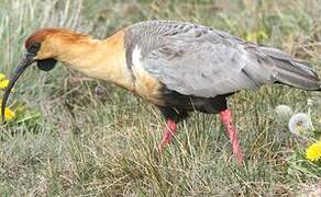 Black-faced Ibis