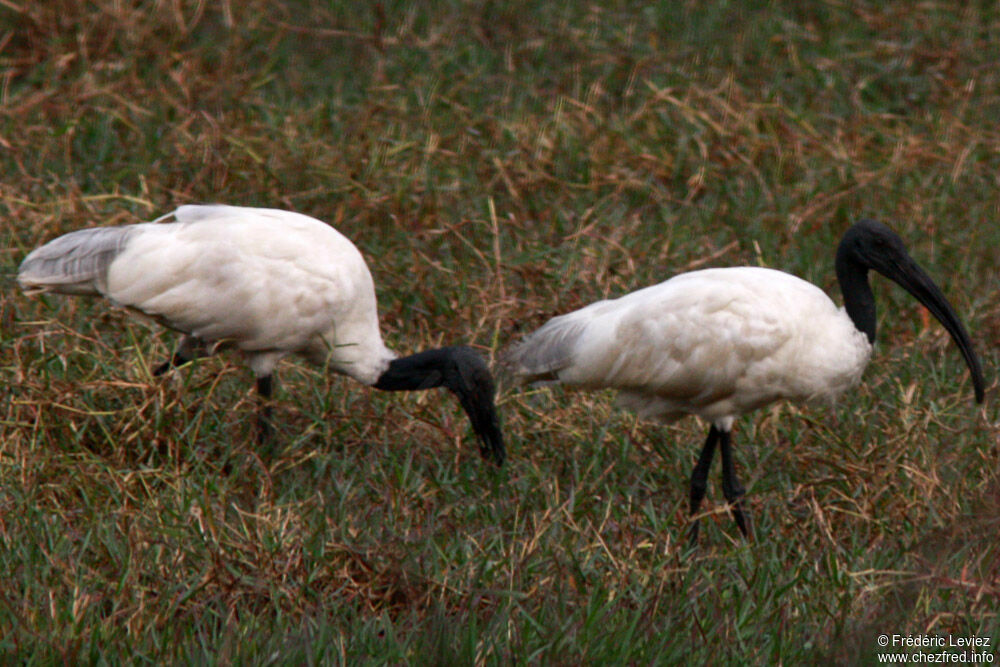 Ibis à tête noireadulte, identification