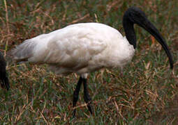 Black-headed Ibis