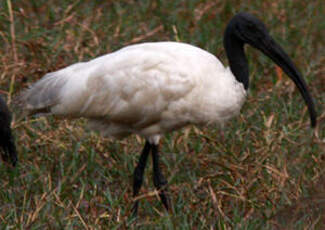 Ibis à tête noire