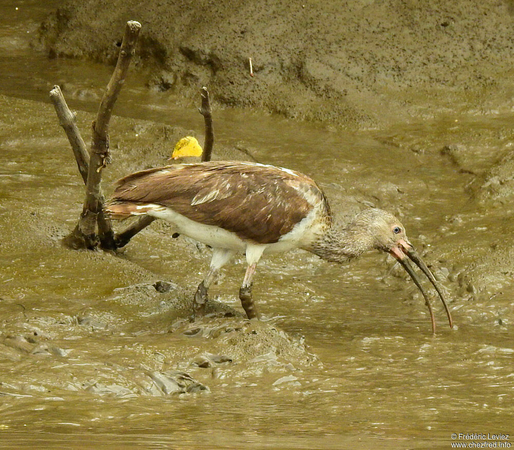 Ibis blancjuvénile