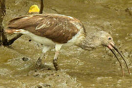 American White Ibis