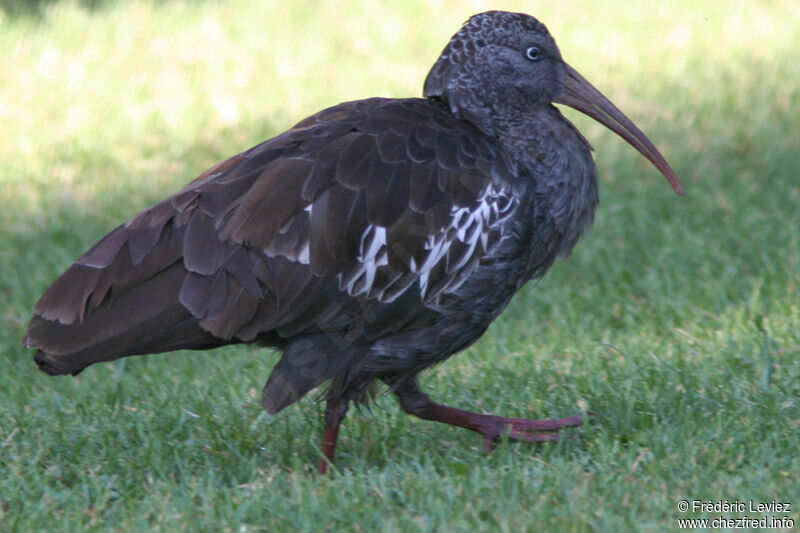 Ibis caronculéadulte