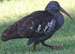 Ibis caronculé
