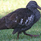 Ibis caronculé