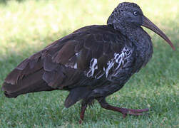 Wattled Ibis