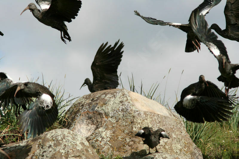 Wattled Ibis