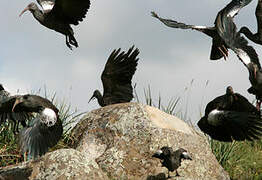 Wattled Ibis