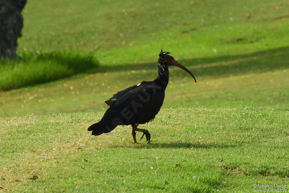 Northern Bald Ibisadult, identification, close-up portrait, walking