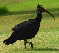 Northern Bald Ibis