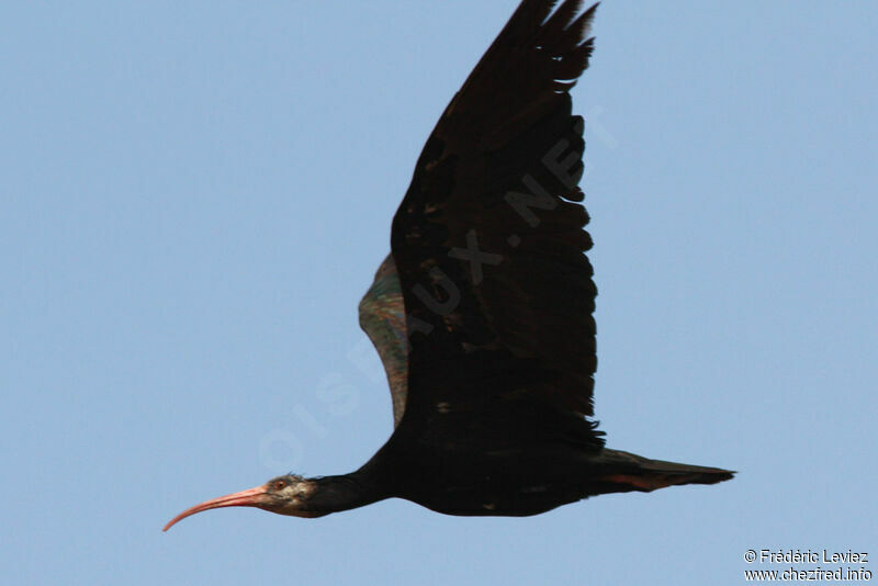Northern Bald Ibis, Flight