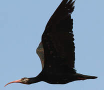 Northern Bald Ibis