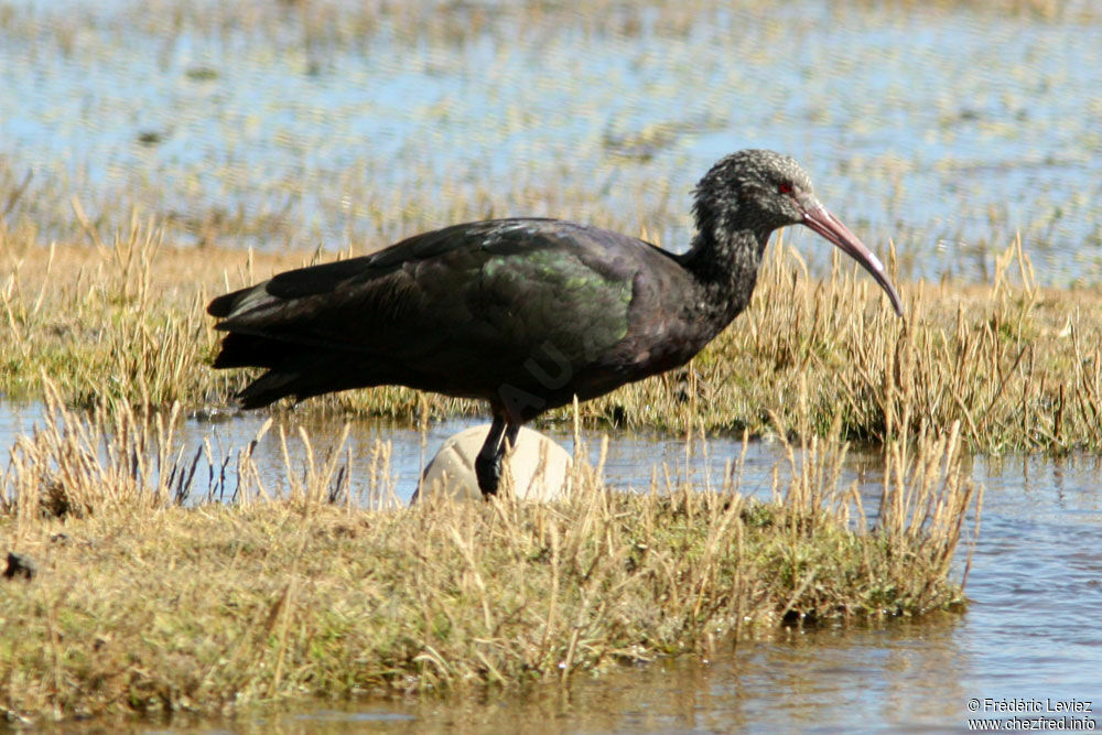 Ibis de Ridgwayadulte, identification