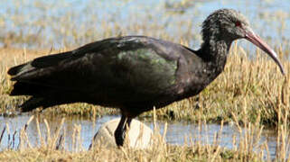 Puna Ibis