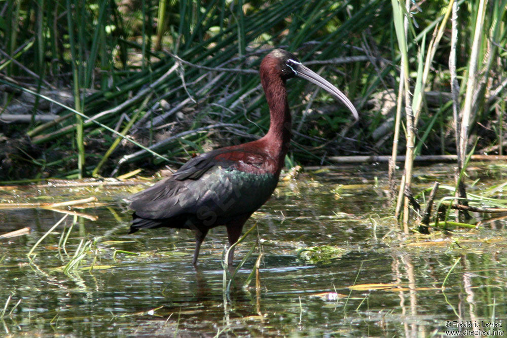 Ibis falcinelleadulte nuptial, identification