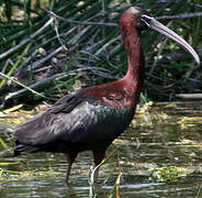 Glossy Ibis