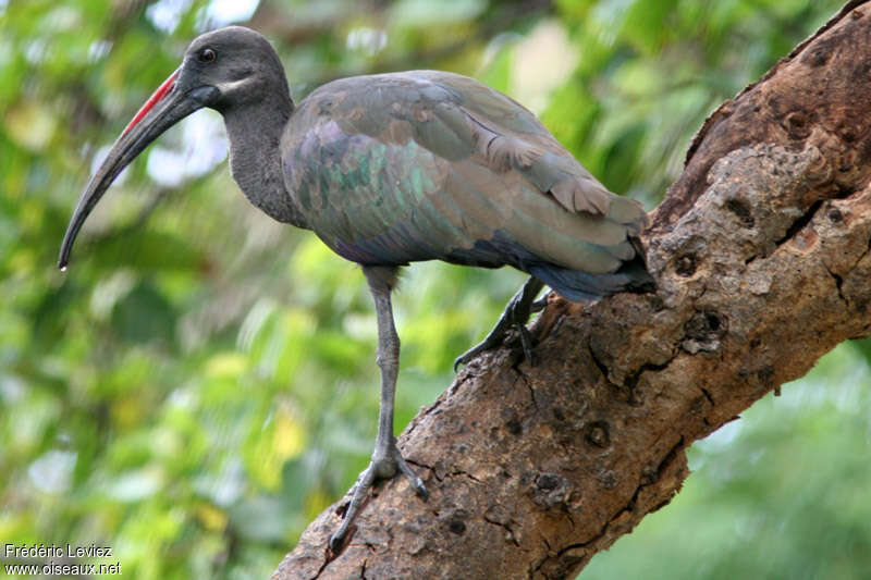 Ibis hagedashadulte, habitat, pigmentation, Comportement