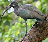 Hadada Ibis