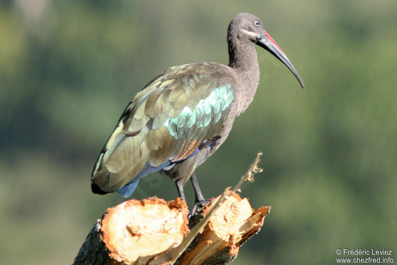 Ibis hagedashadulte