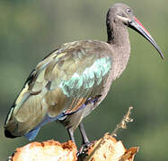 Ibis hagedash