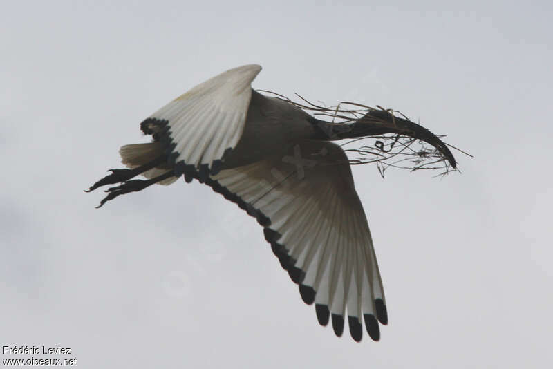 African Sacred Ibisadult, Flight, Reproduction-nesting