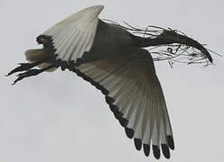 African Sacred Ibis