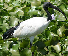 African Sacred Ibis