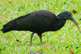 Green Ibis