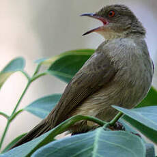 Bulbul aux yeux rouges