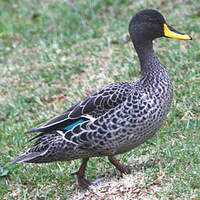 Canard à bec jaune