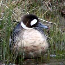 Canard à lunettes