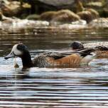 Canard de Chiloé
