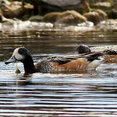 Canard de Chiloé