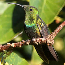 Colibri falle-vert