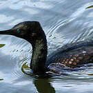 Cormoran à cou brun