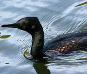 Cormoran à cou brun