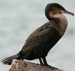 Cormoran à poitrine blanche