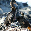 Cormoran aptère