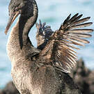 Cormoran aptère