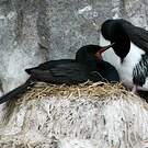 Cormoran de Magellan