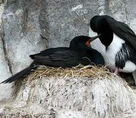 Cormoran de Magellan