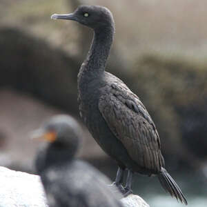 Cormoran des bancs