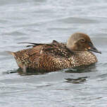 Eider à tête grise